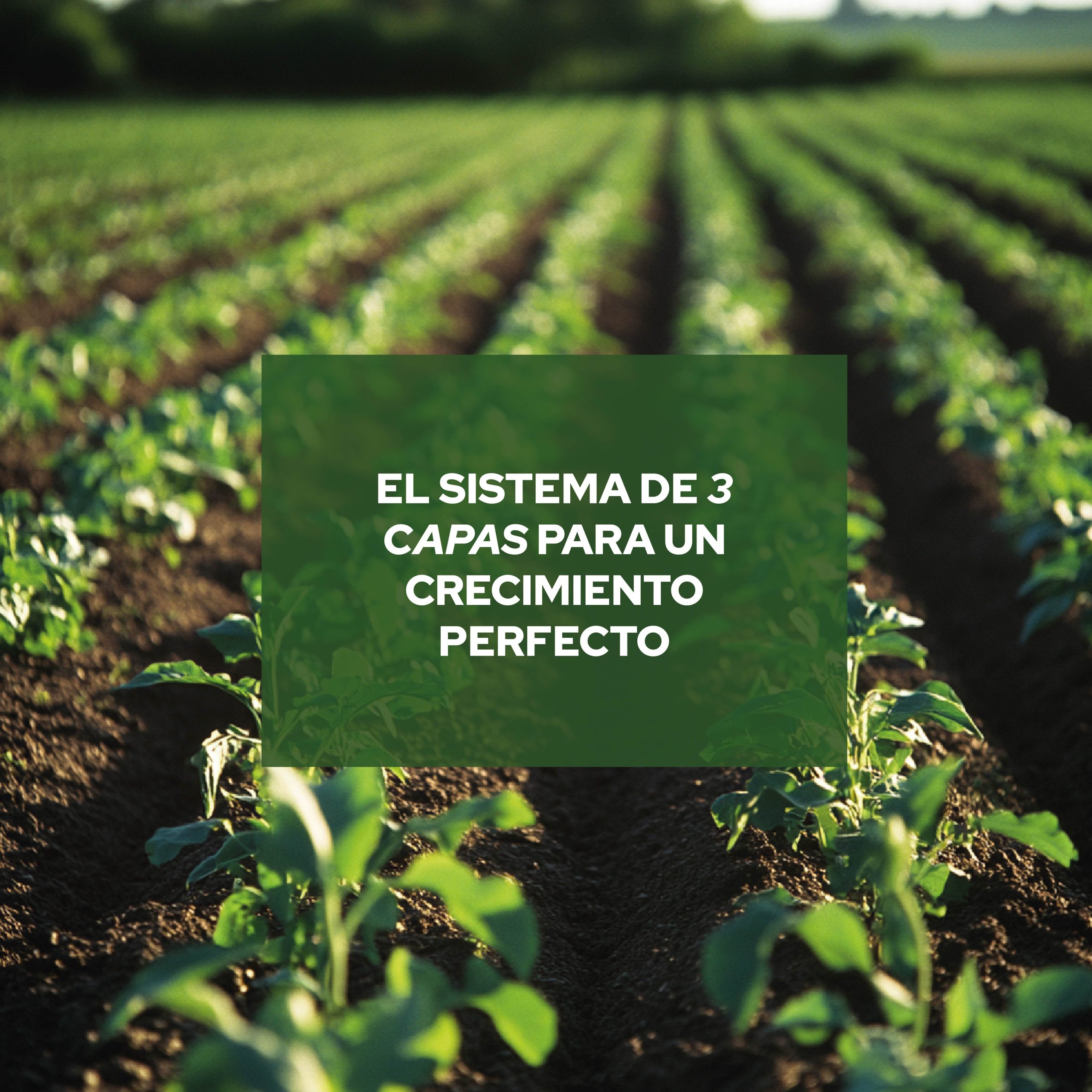 Pack de 30 litros de Arlita, Perlita y Vermiculita para jardinería y cultivos · foto 8