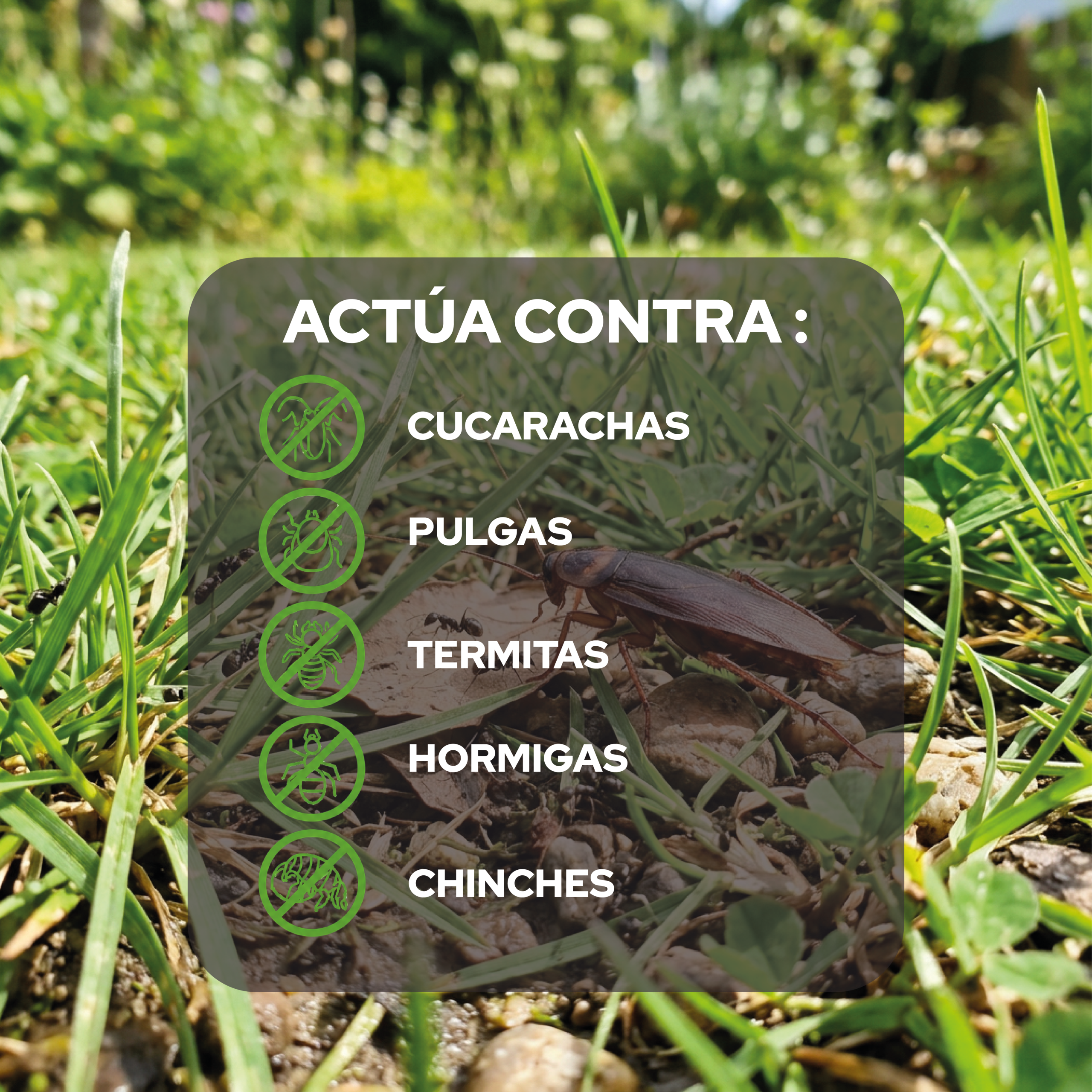 Talquera antihormigas 600 g para control de plagas en el hogar · foto 3
