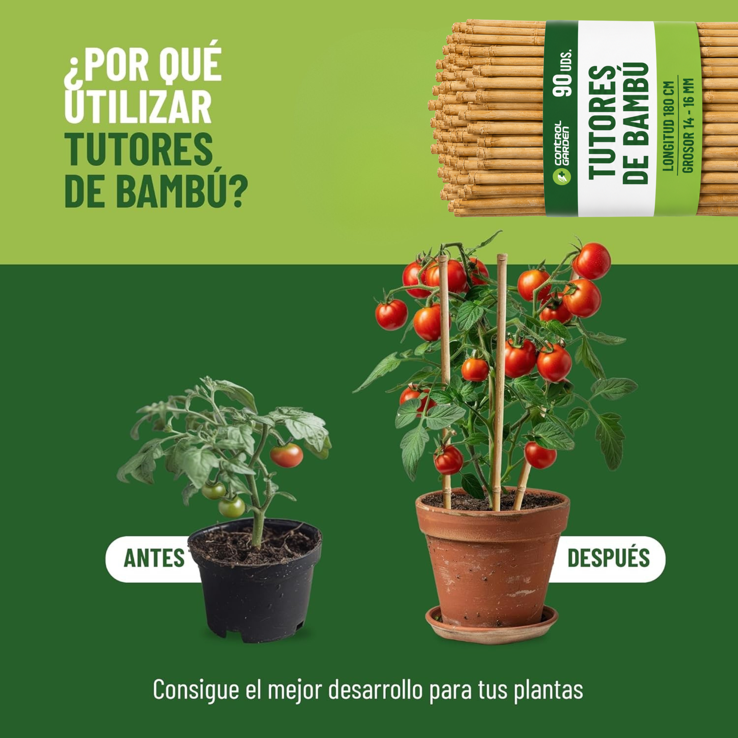 Pack de 60 tutores de bambú natural de 180 cm para soporte de plantas · foto 5